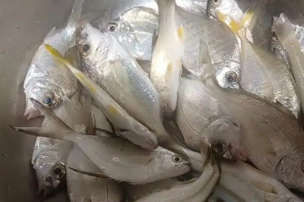 长吻钻嘴鱼是什么鱼？