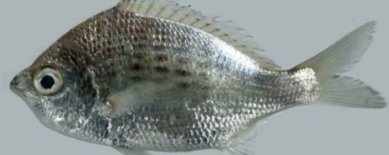 长吻钻嘴鱼是什么鱼？