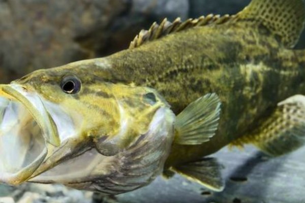 中国少鳞鳜是什么鱼？