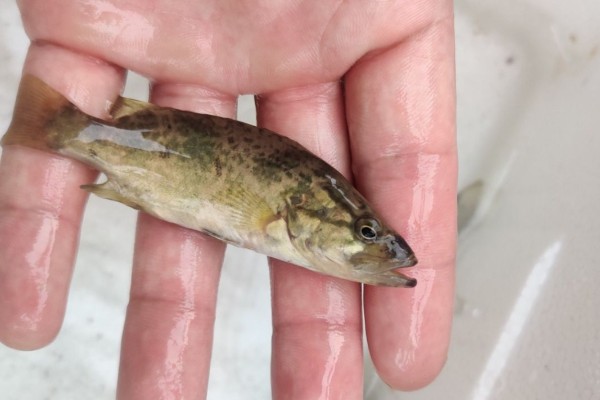 中国少鳞鳜是什么鱼？