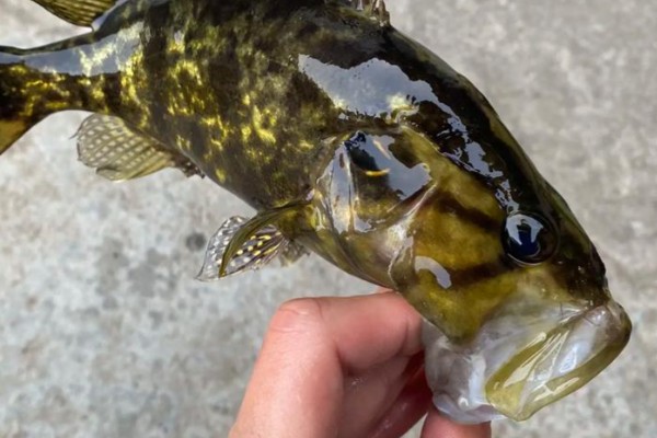 中国少鳞鳜是什么鱼？