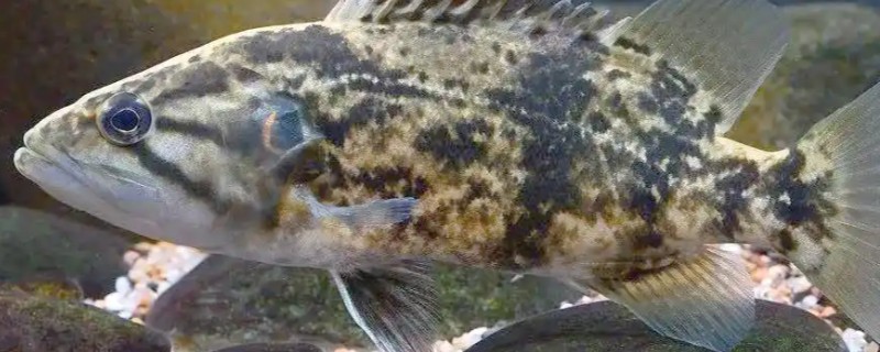 中国少鳞鳜是什么鱼？