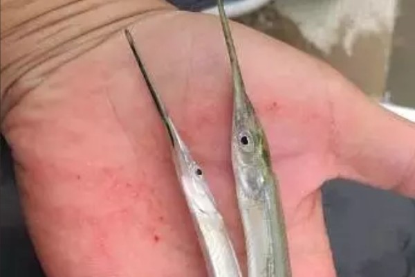 黑背圆颌针鱼是什么鱼？