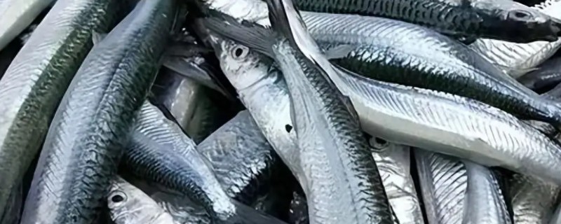 黑背圆颌针鱼是什么鱼？