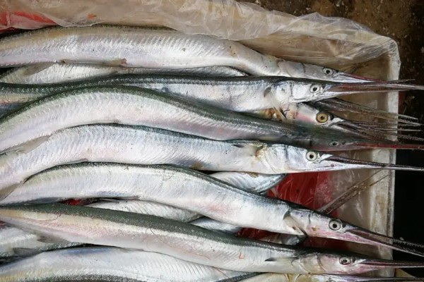 黑背圆颌针鱼是什么鱼？