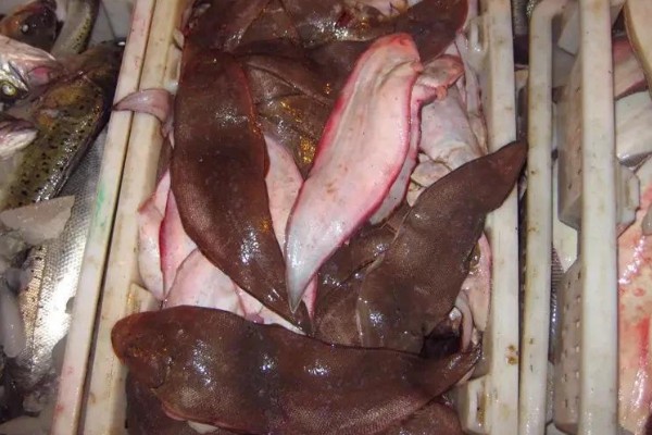 半滑舌鳎是什么鱼？