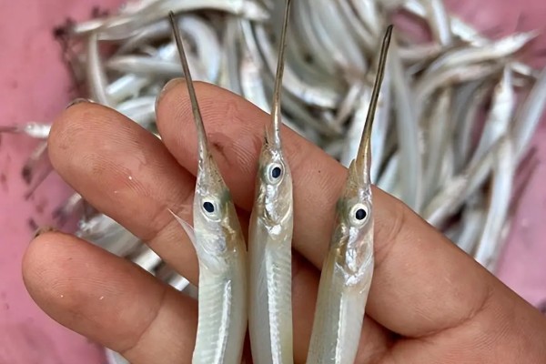 黑背圆颌针鱼是什么鱼？