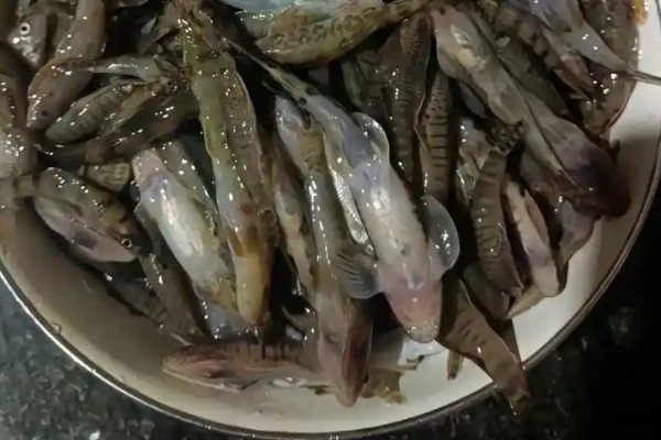 细尾异齿𫚢是什么鱼？