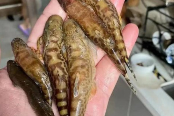 细尾异齿𫚢是什么鱼？