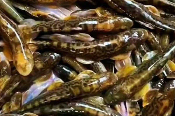 细尾异齿𫚢是什么鱼？