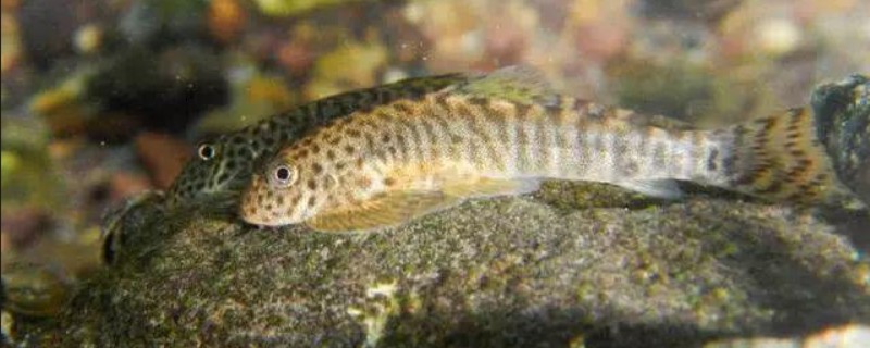 细尾异齿𫚢是什么鱼？