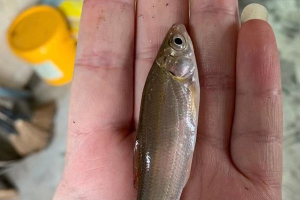 细鳞斜颌鲴是什么鱼？
