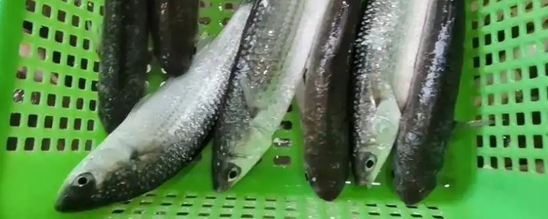 细鳞斜颌鲴是什么鱼？