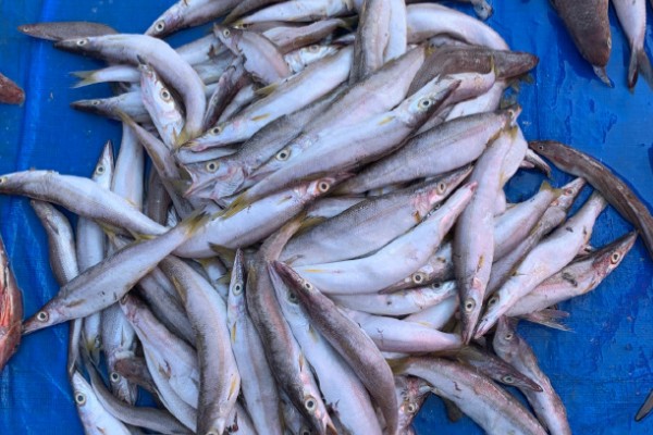 油魣是什么鱼？