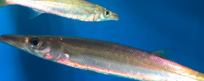 油魣是什么鱼？