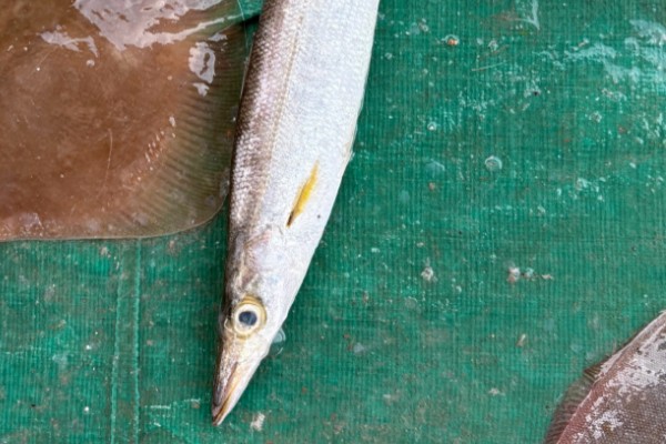 油魣是什么鱼？