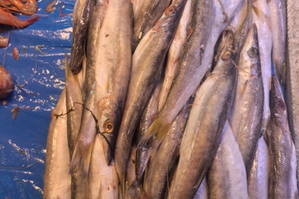 油魣是什么鱼？