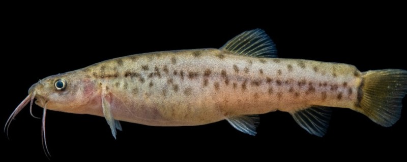 弄岗异条鳅是什么鱼？