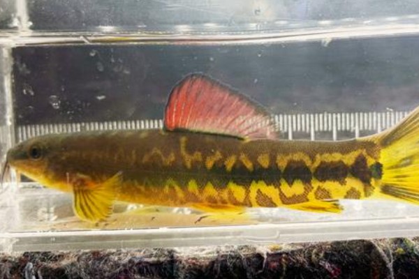 弄岗异条鳅是什么鱼？