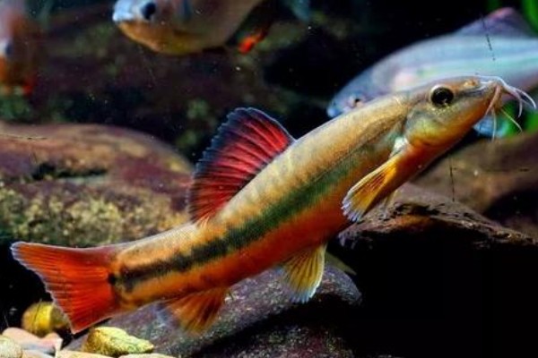 弄岗异条鳅是什么鱼？