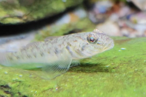 弄岗异条鳅是什么鱼？