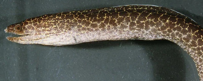 网纹裸胸鳝是什么鱼？