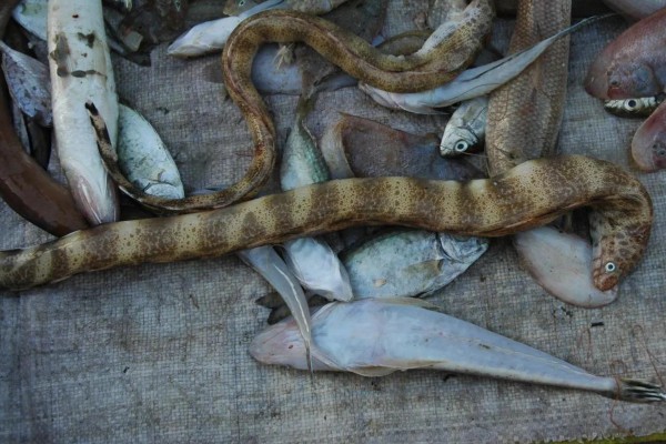 网纹裸胸鳝是什么鱼？