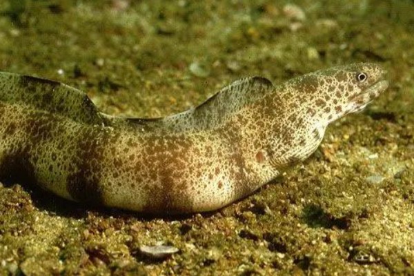 网纹裸胸鳝是什么鱼？
