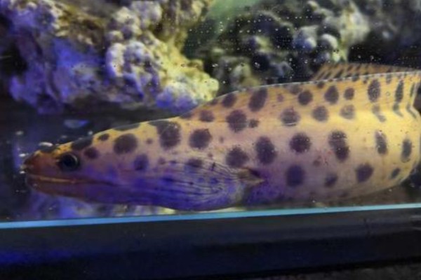 网纹裸胸鳝是什么鱼？