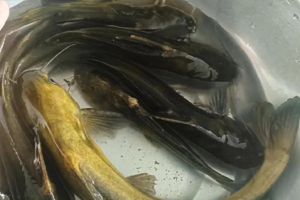 是什么鱼？