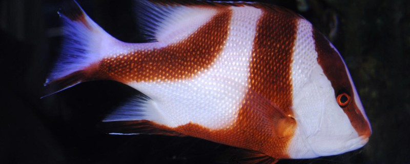 三刀鱼是什么鱼？