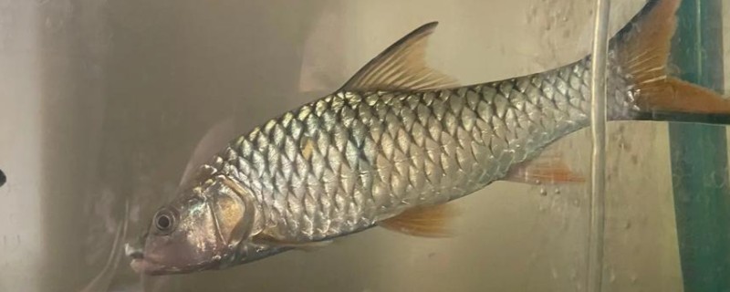 长嘴鱲是什么鱼？