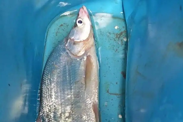 鸭嘴鳡是什么鱼？