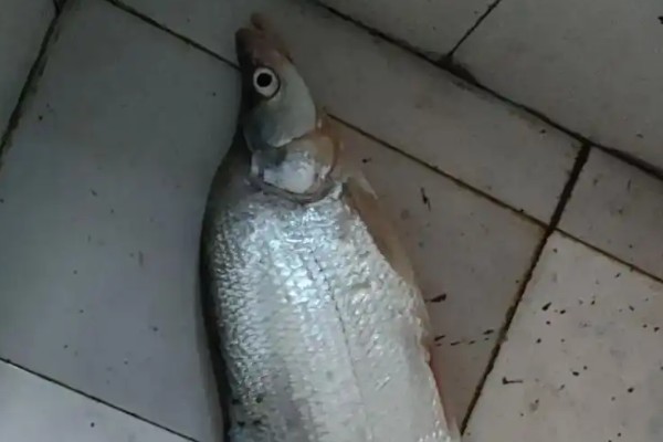 鸭嘴鳡是什么鱼？