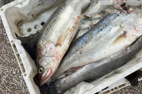 深海拟野鲈是什么鱼？