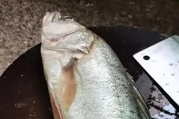 深海拟野鲈是什么鱼？
