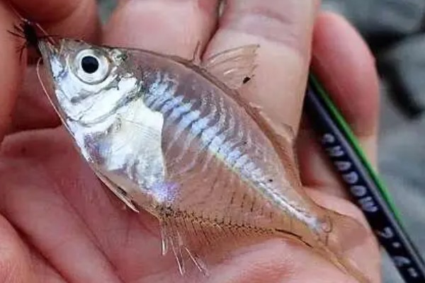 细尾双边鱼是什么鱼？