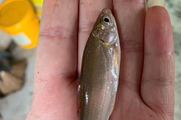 细鳞鲴是什么鱼？