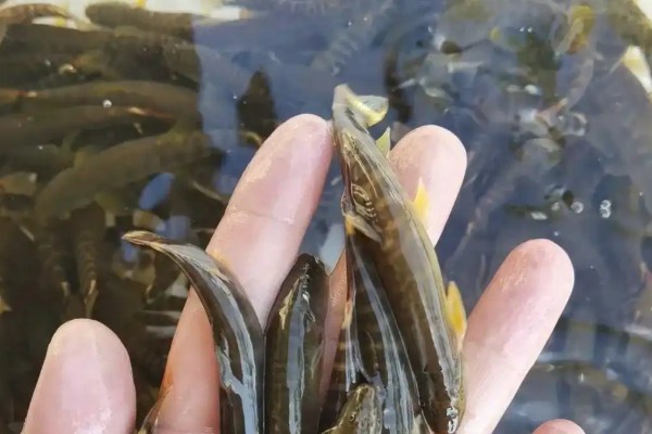 浅棕条鳅是什么鱼？