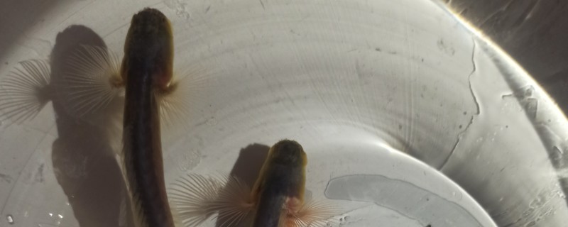 浅棕条鳅是什么鱼？
