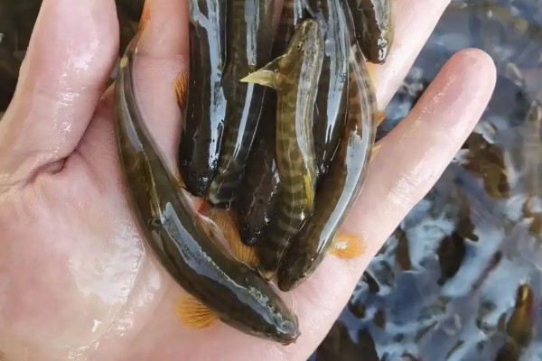浅棕条鳅是什么鱼？