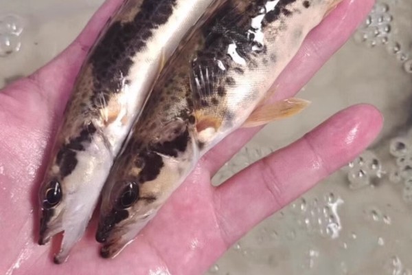 长体鳜是什么鱼？