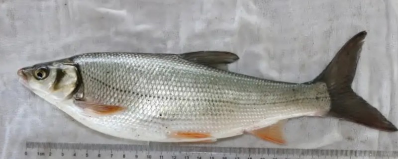 圆吻鲴是什么鱼？