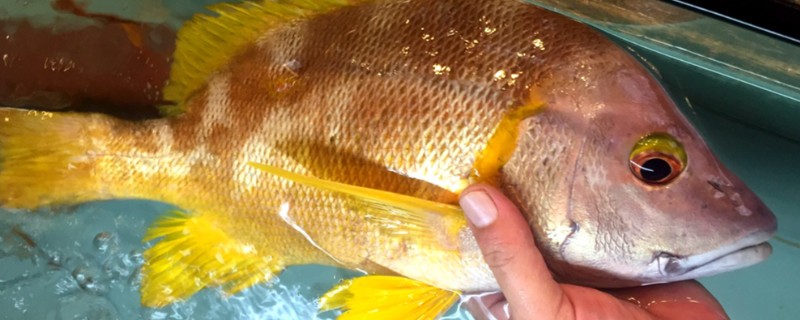 星点笛鲷是什么鱼？