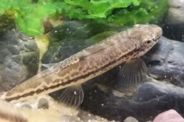 线纹原缨口鳅是什么鱼？