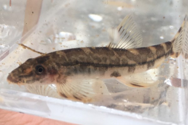 线纹原缨口鳅是什么鱼？