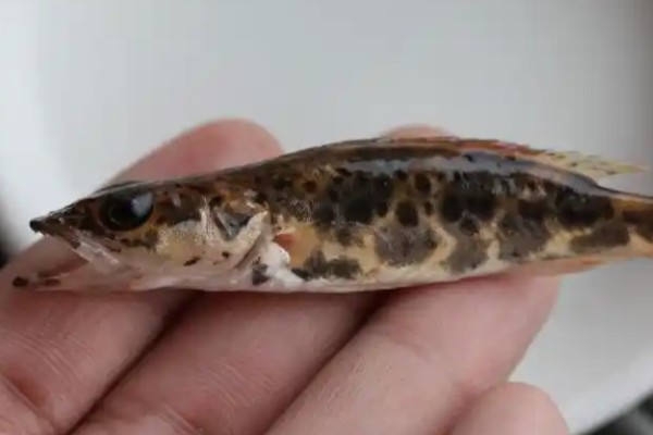 长体鳜是什么鱼？