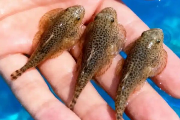侧沟爬岩鳅是什么鱼？