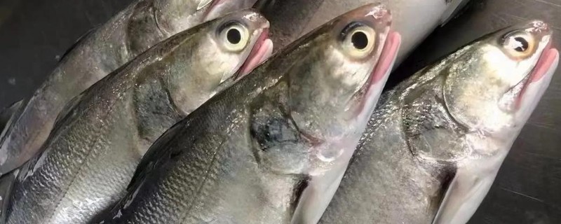 四指马鲅是什么鱼？