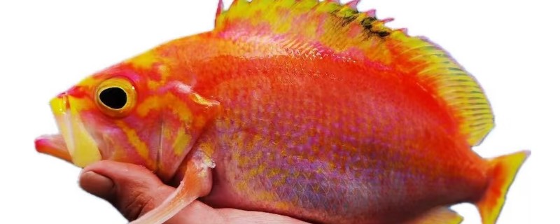 菱齿鮨是什么鱼？